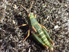 Sigaus australis