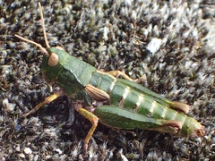 Sigaus australis