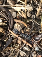 Myrmecia pilosula