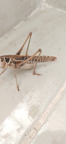 White-faced Bush-cricket
