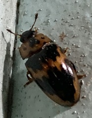 Ischyrus cordiformis