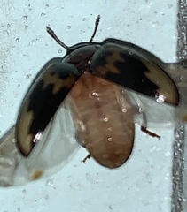 Ischyrus cordiformis