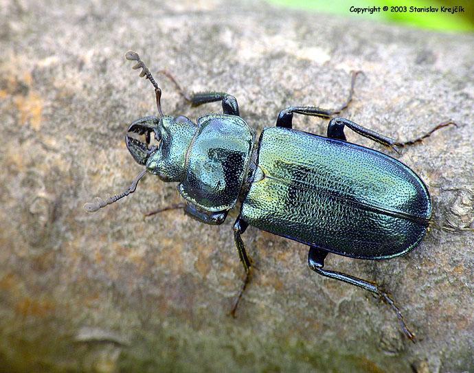 Platycerus caprea