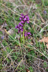 Anacamptis morio caucasica