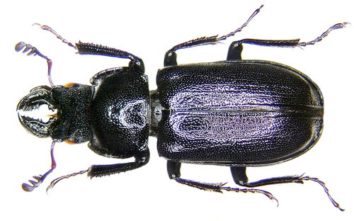Platycerus caprea