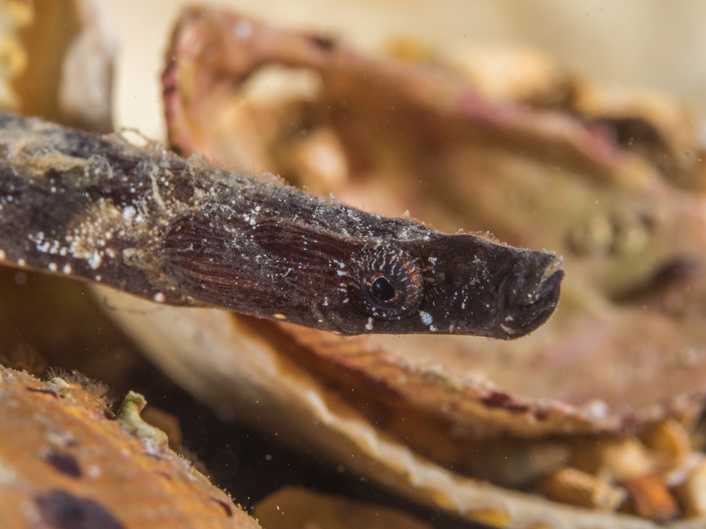 Ringback pipefish (Stipecampus cristatus) — Syngnathidae