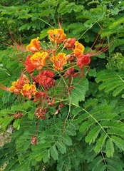 Caesalpinia pulcherrima