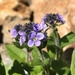 American Alpine Speedwell - Photo (c) marek, some rights reserved (CC BY), uploaded by marek