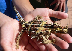 Moloch horridus