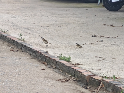 Light-vented Bulbul