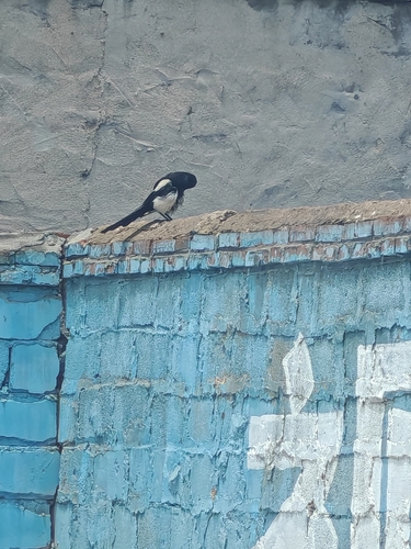 Oriental Magpie