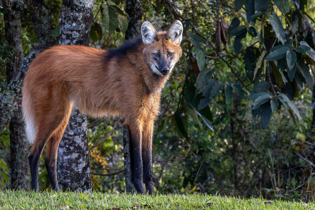 Maned Wolf
