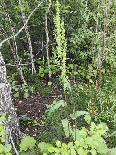 Scottish dock (Rumex aquaticus)