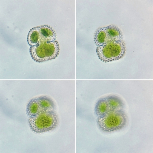 Cosmarium margaritiferum