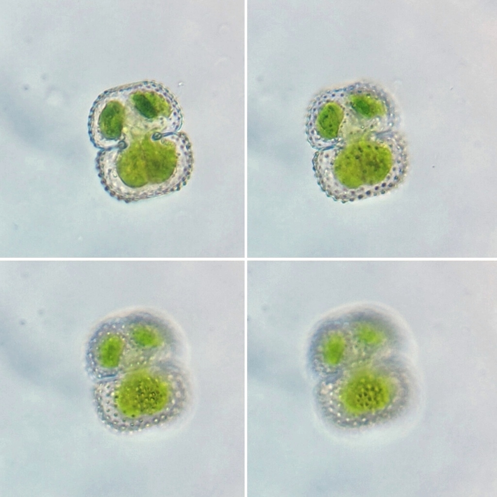 Cosmarium margaritiferum