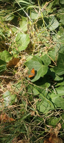 Gatekeeper