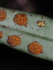 Lepisorus heterolepis