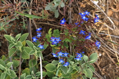 Anchusa stylosa