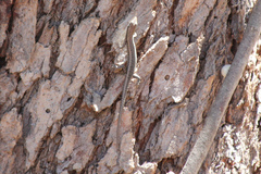 Cryptoblepharus buchananii