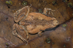 Microhyla mymensinghensis