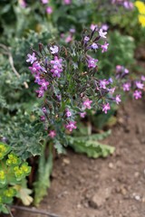 Anchusa stylosa