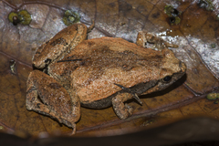 Microhyla mymensinghensis