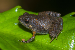 Microhyla berdmorei