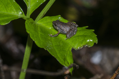 Microhyla berdmorei