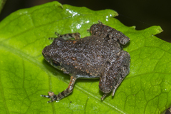 Microhyla berdmorei