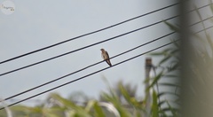 Stelgidopteryx serripennis