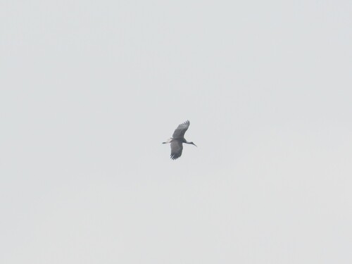 iNaturalist image