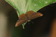 Riodinini