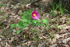 Paeonia daurica