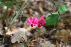 Lathyrus rotundifolius