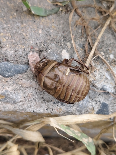 Eastern horse cicada