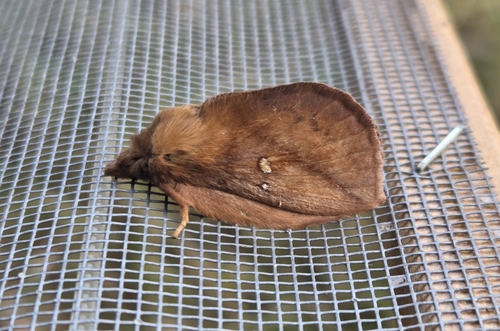 Euthrix potatoria