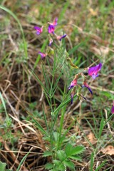 Lathyrus digitatus