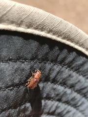 Dendroctonus