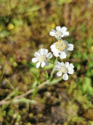 Sneezewort