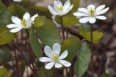 Jeffersonia diphylla