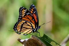 Limenitis archippus watsoni