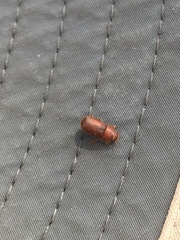 Dendroctonus
