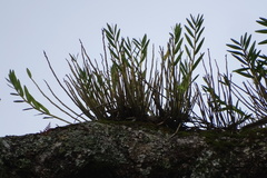 Dendrobium chryseum