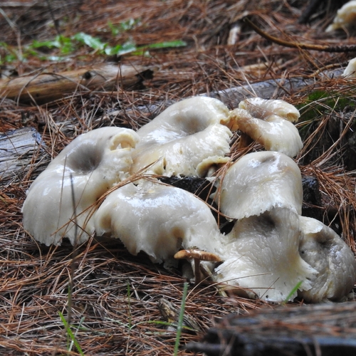 ghost fungus