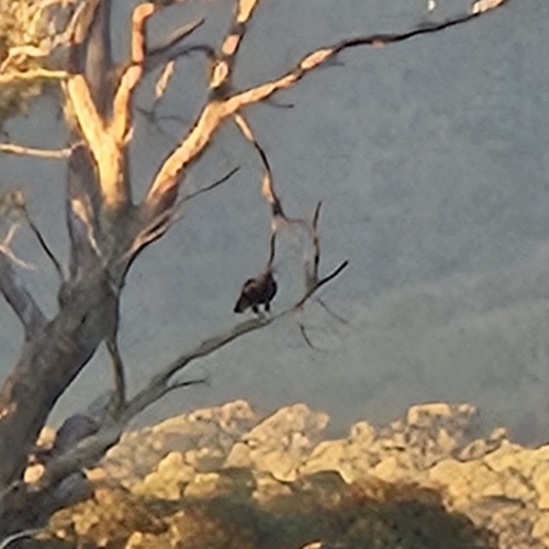 Wedge-tailed Eagle