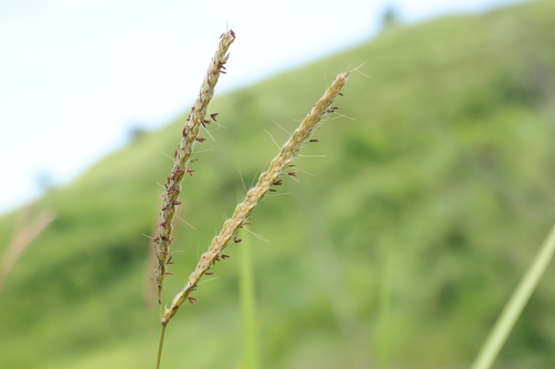 Ischaemum ciliare observed 2026-07-16