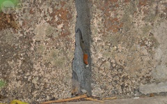 Gonatodes albogularis