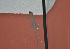 Hemidactylus frenatus