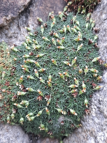 Androsace pyrenaica, photograph 4