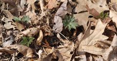 Hydrophyllum virginianum